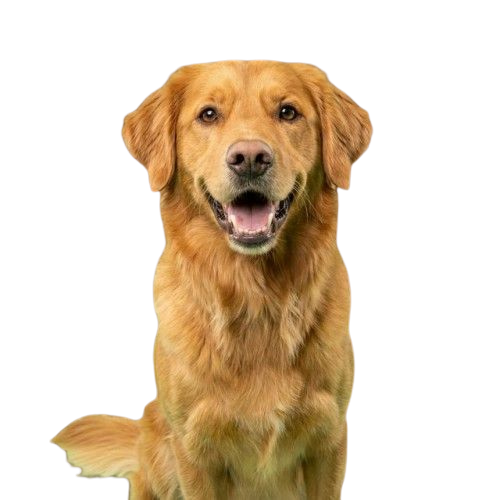 Cachorro feliz
