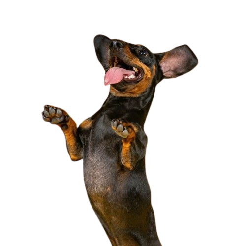 Pet em destaque